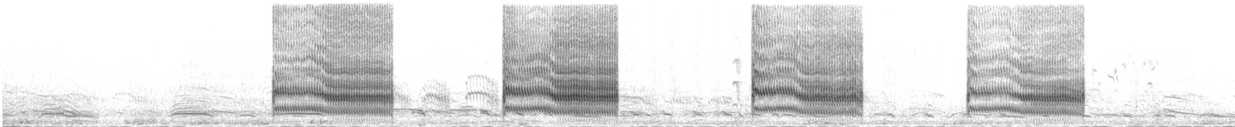 שחפית ים - ML647080375