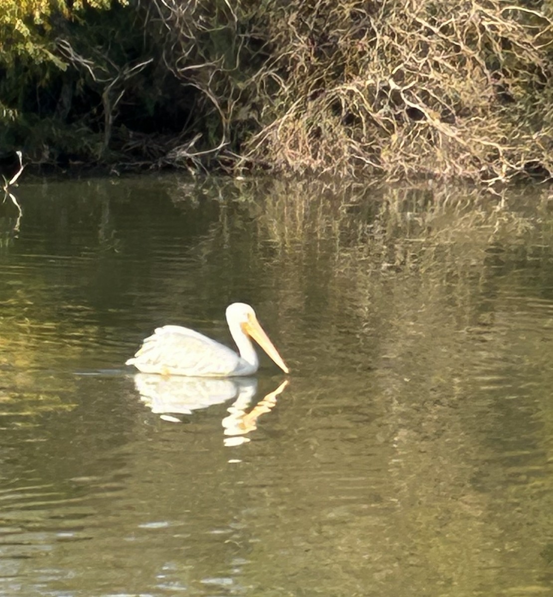 American White Pelican - ML647080376
