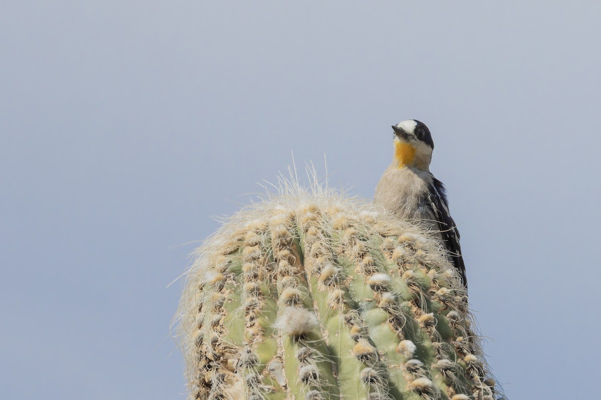 White-fronted Woodpecker - ML647080404