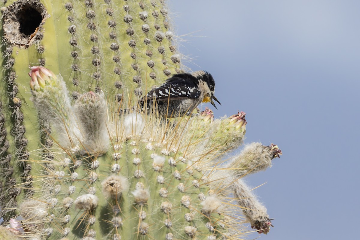 White-fronted Woodpecker - ML647080405