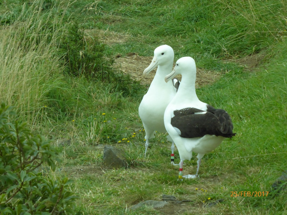 Northern Royal Albatross - ML647080408