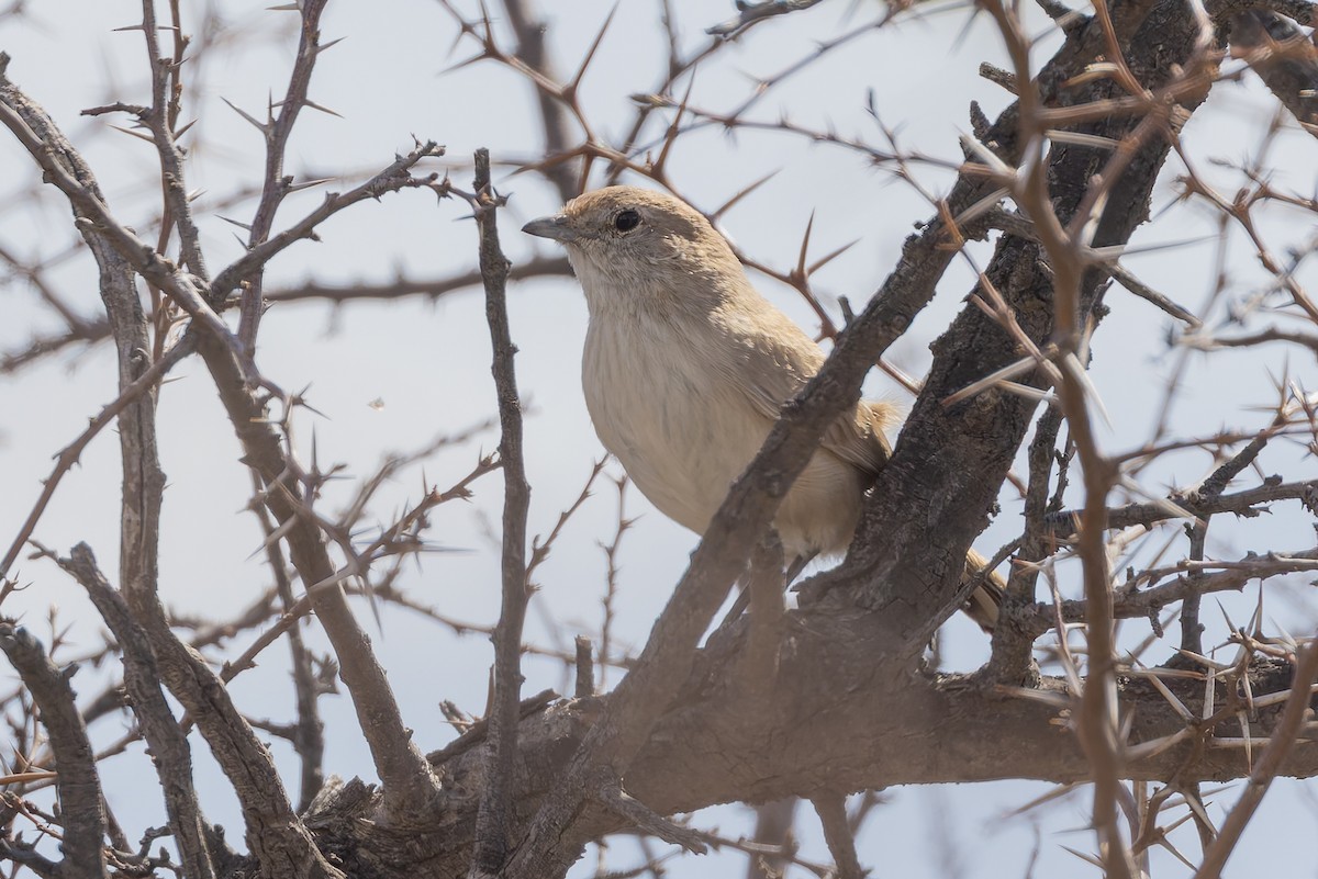 Sandy Gallito - ML647080409