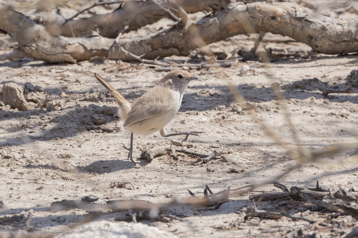 Sandy Gallito - ML647080410