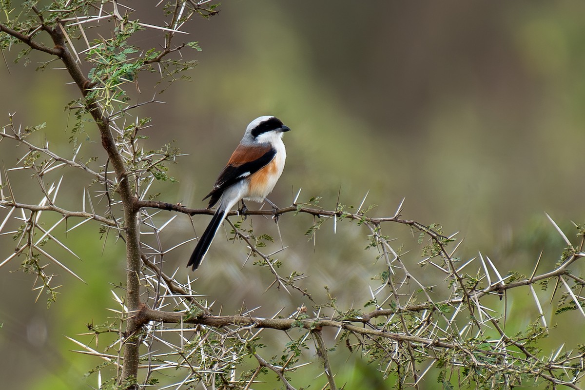 Bay-backed Shrike - ML647080414