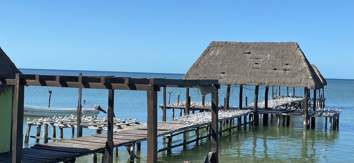 Charrán Patinegro (Norteamericano) - ML647080416