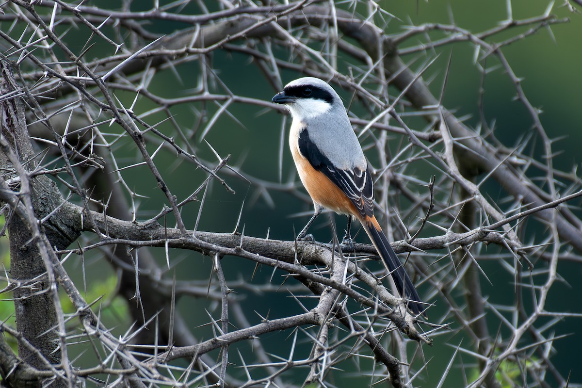 Antzandobi isats-luzea - ML647080418