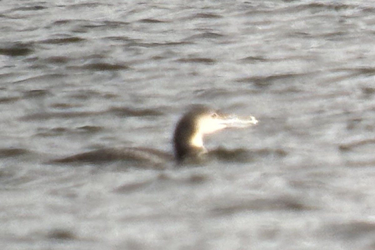 Common Loon - ML647080425