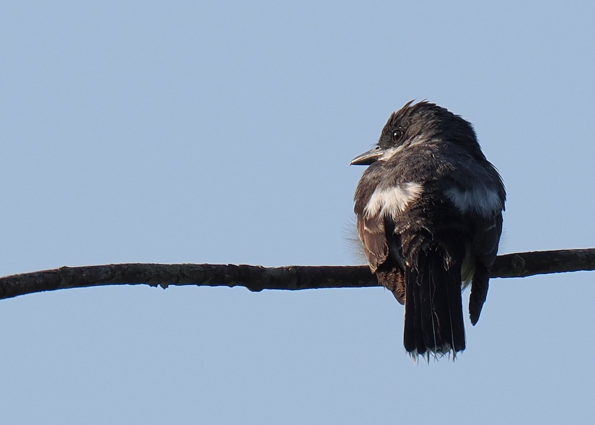 Tyran tritri - ML647080427