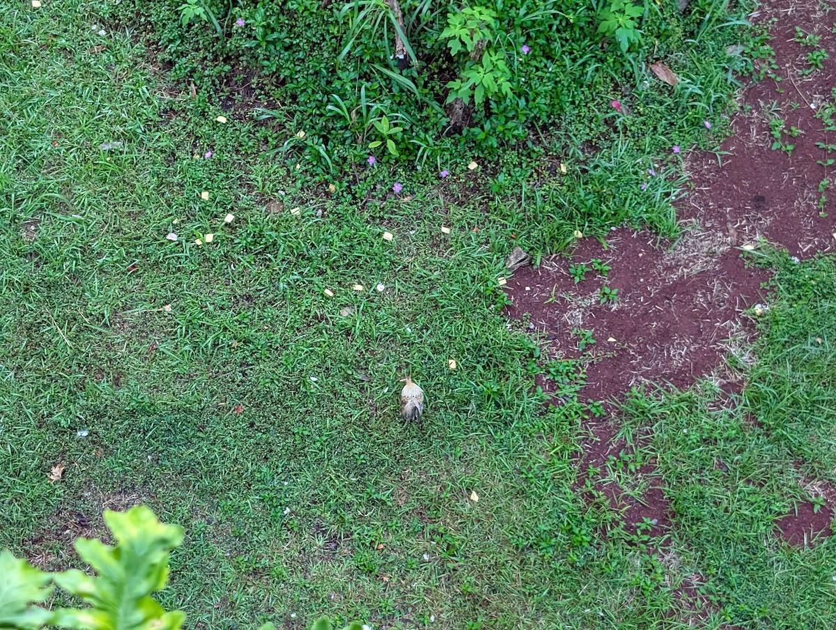 Red Junglefowl (Domestic type) - ML647080431