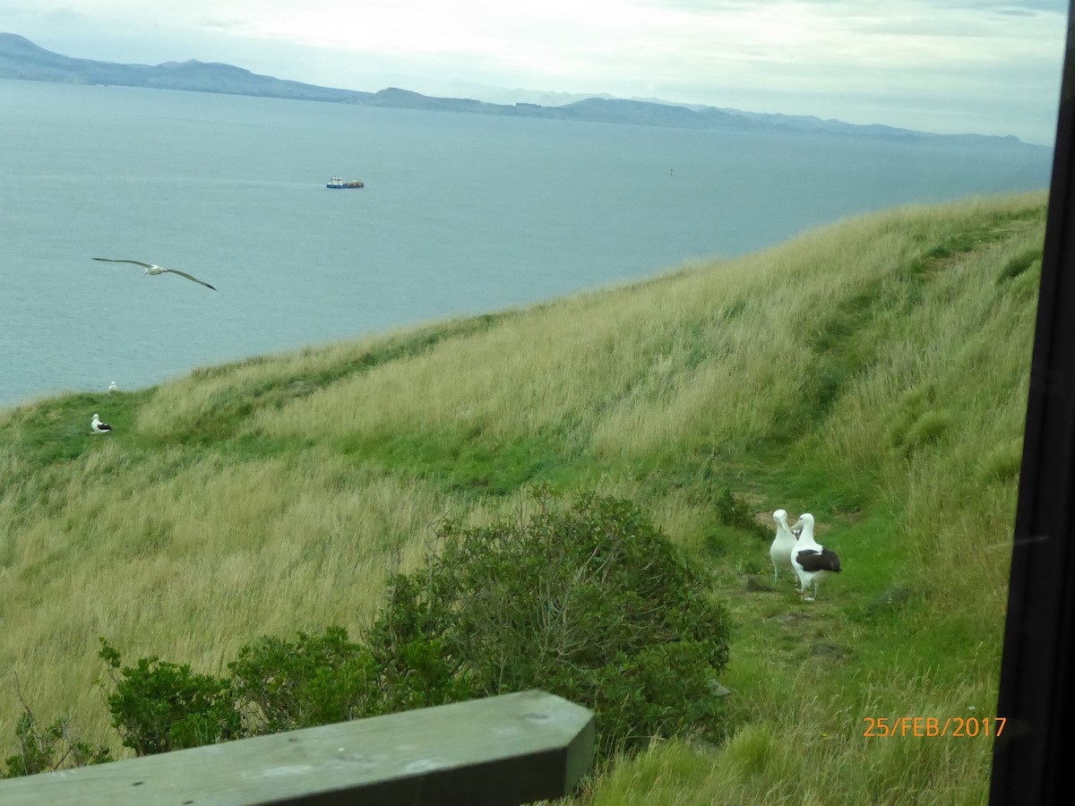 Northern Royal Albatross - ML647080441