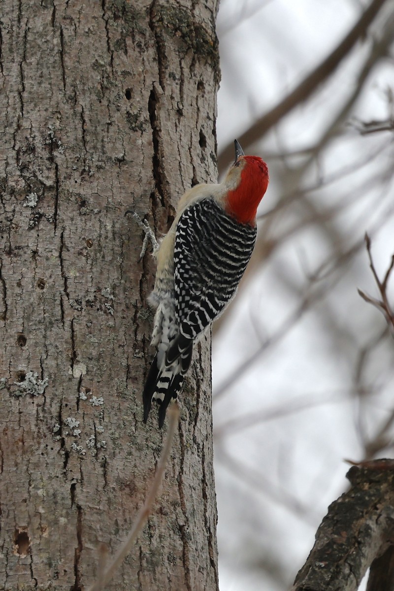Red-bellied Woodpecker - ML647080467