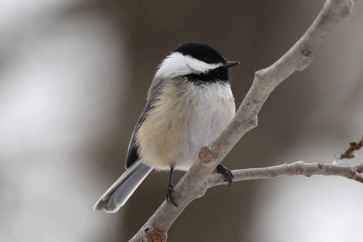 Black-capped Chickadee - ML647080471