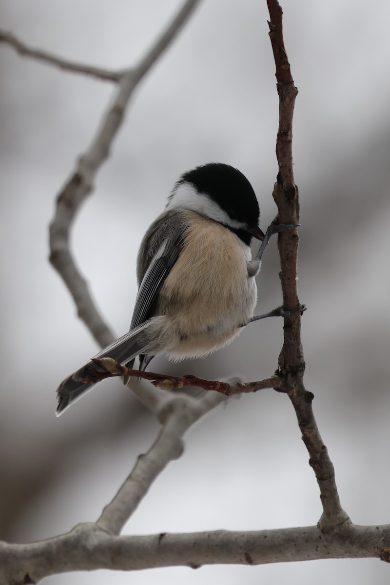 Black-capped Chickadee - ML647080472