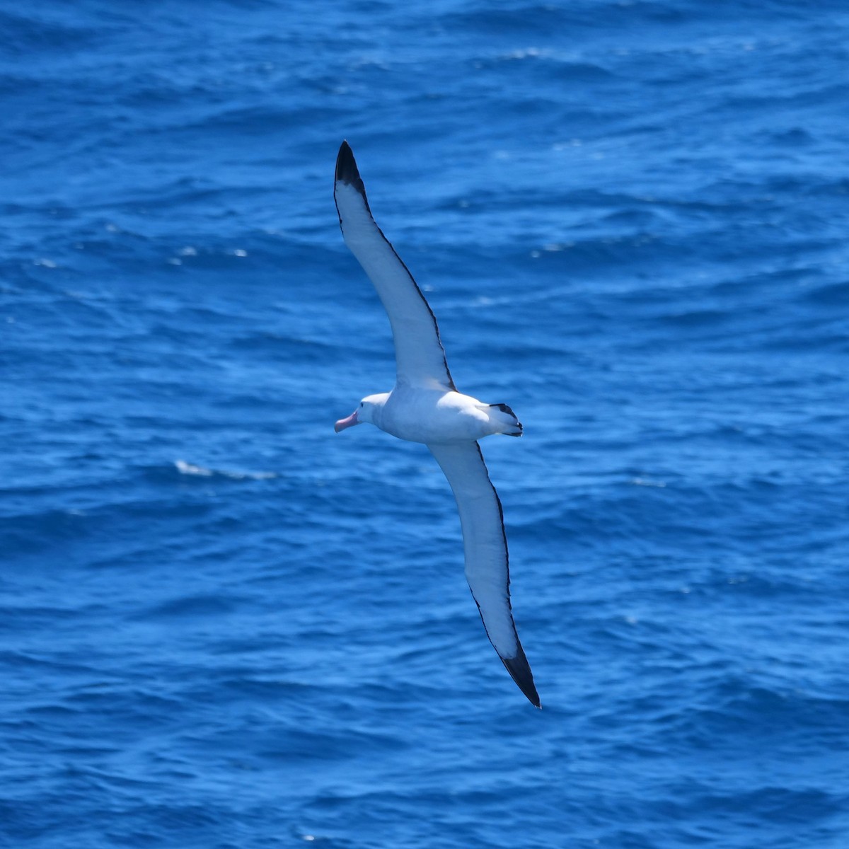 Snowy Albatross - ML647080483