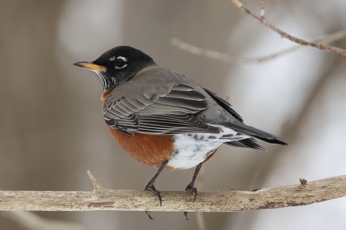 American Robin - ML647080486
