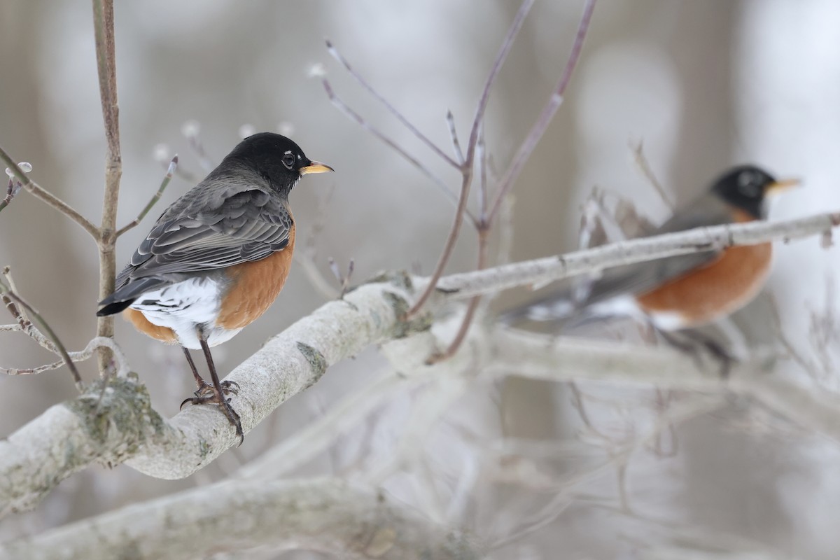 American Robin - ML647080487