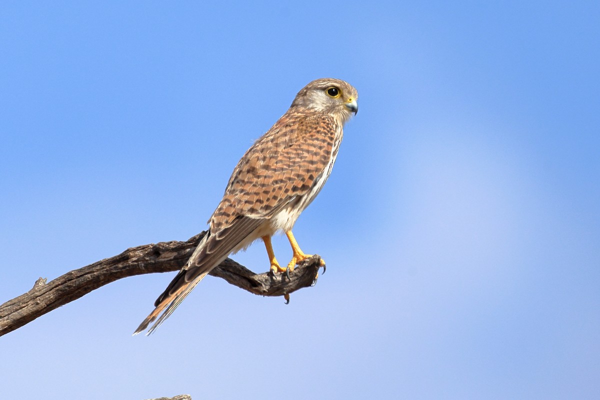 בז מצוי - ML647080489