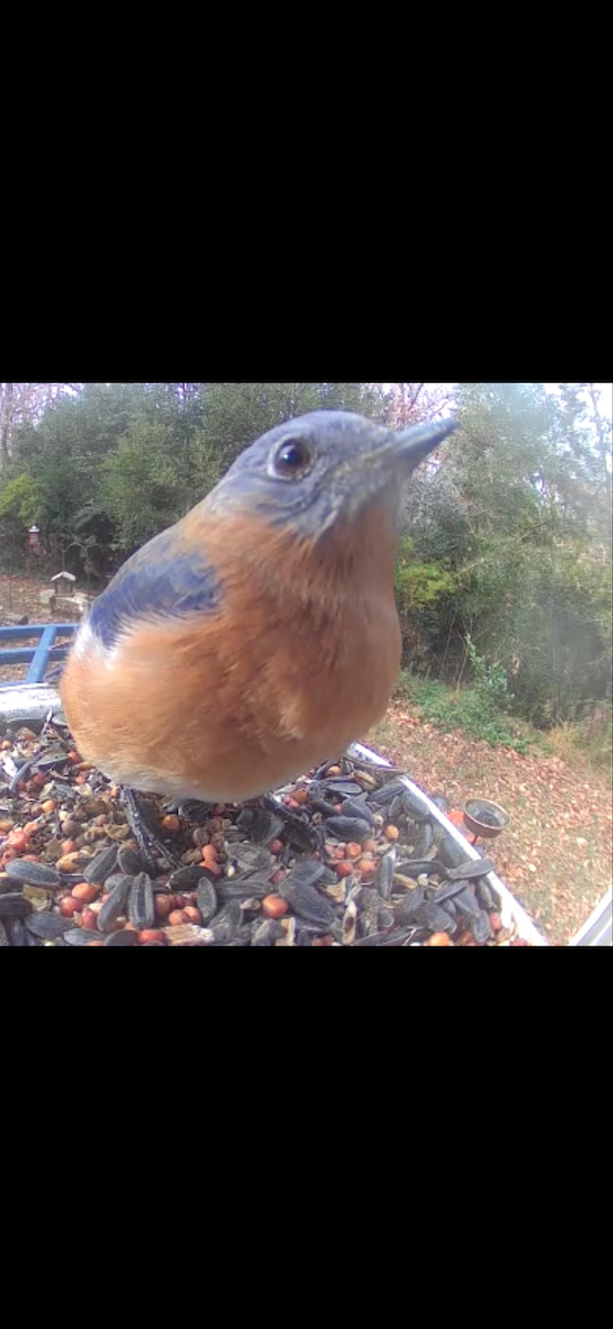 Eastern Bluebird - ML647080490