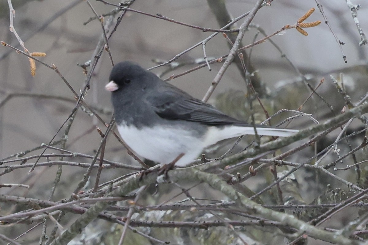 Dark-eyed Junco - ML647080491
