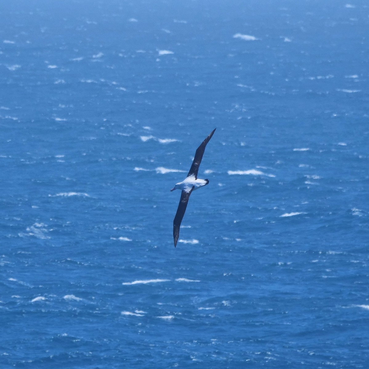 Snowy Albatross - ML647080500