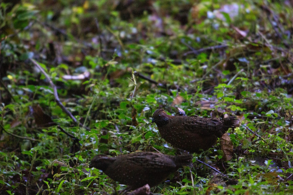 Spotted Wood-Quail - ML647080504