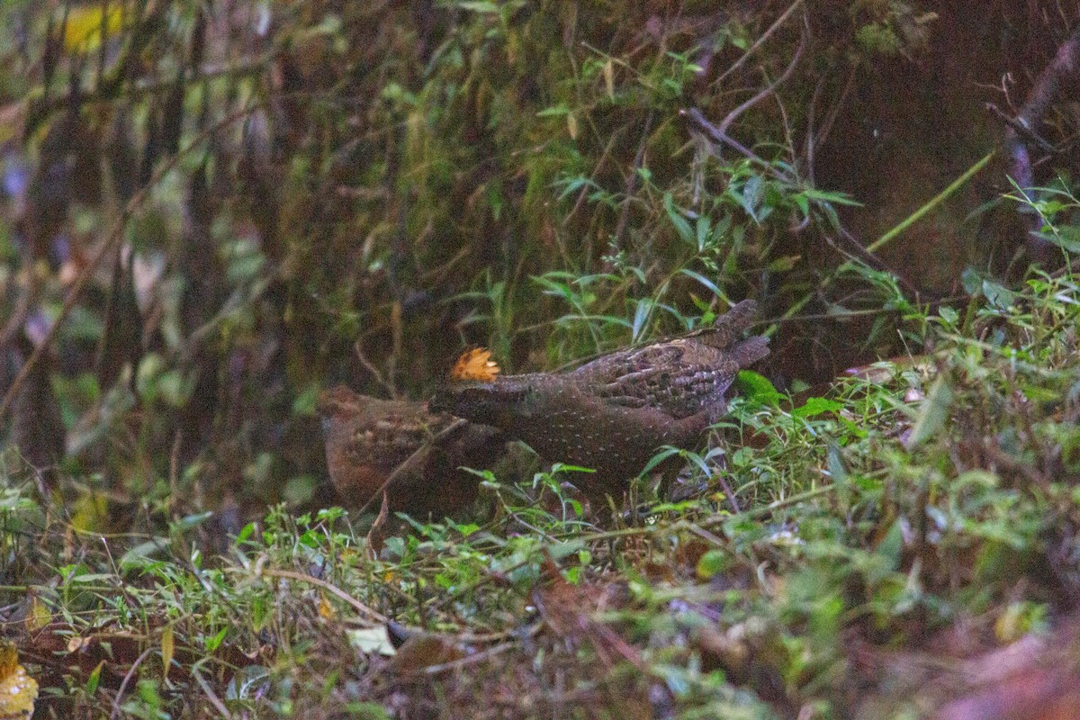 Spotted Wood-Quail - ML647080505