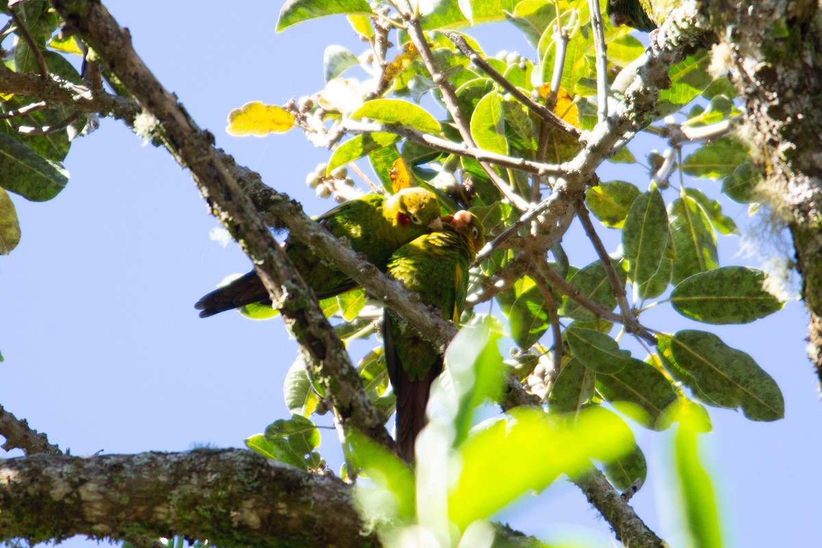 Sulphur-winged Parakeet - ML647080508