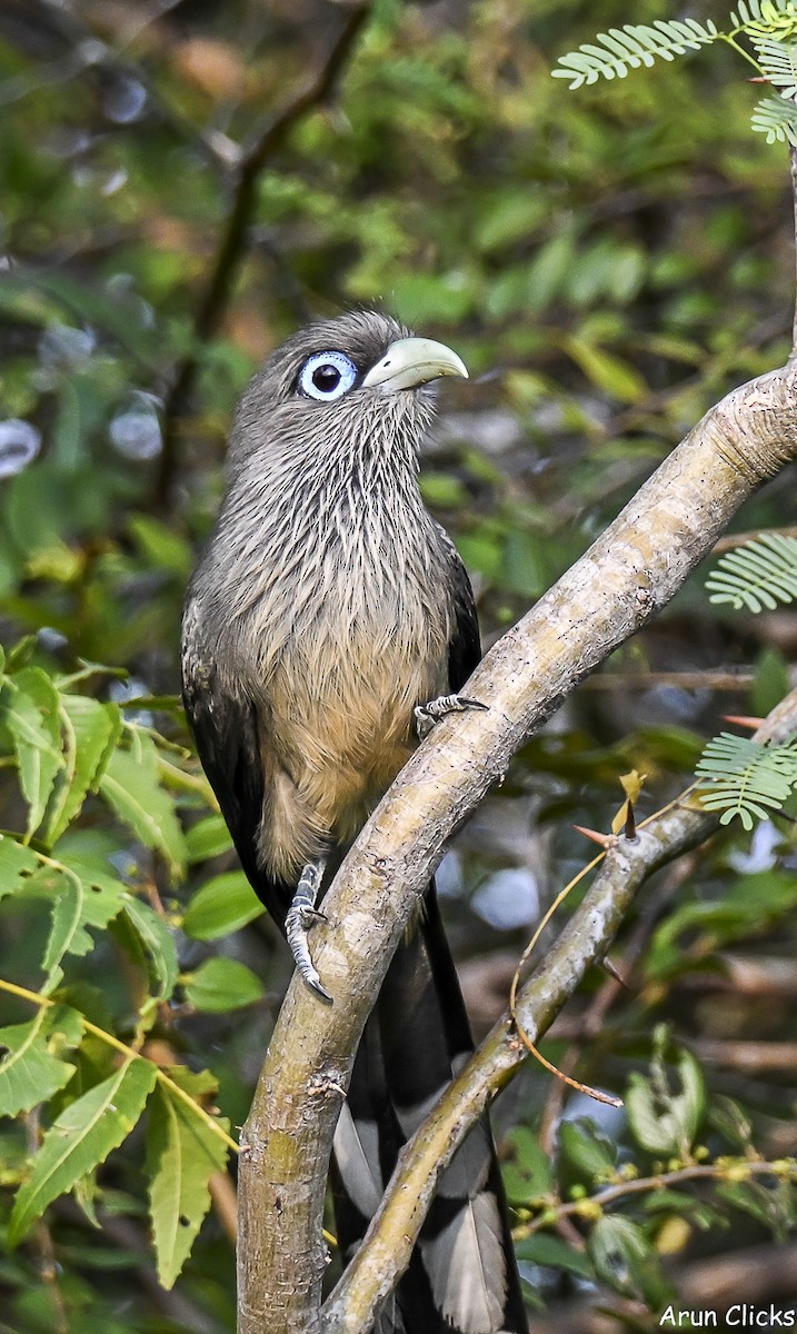 Синеглазая малкоа - ML647080516