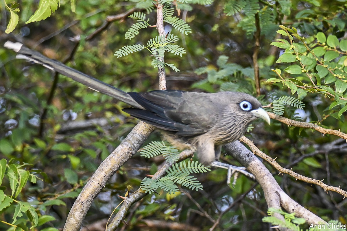 Синеглазая малкоа - ML647080517