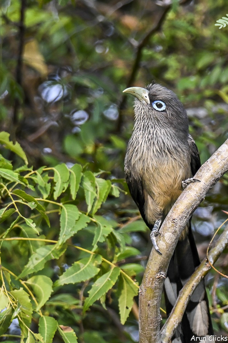 Синеглазая малкоа - ML647080518