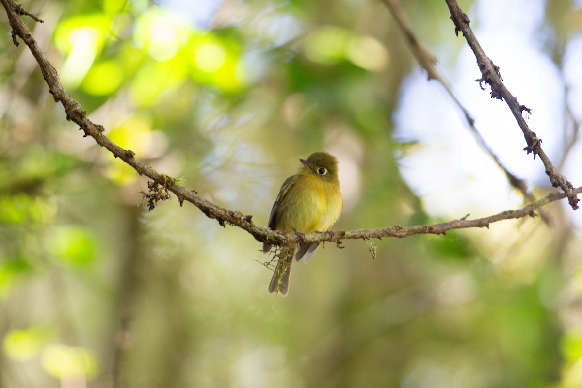 Yellowish Flycatcher - ML647080521