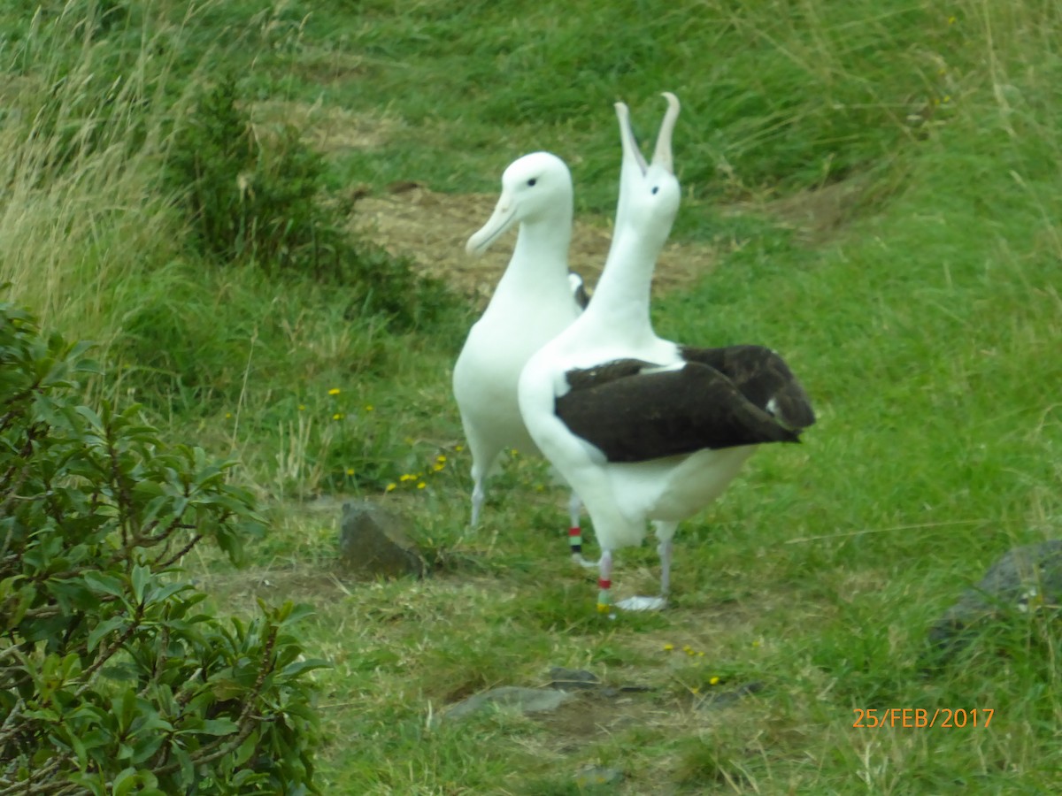 Northern Royal Albatross - ML647080522
