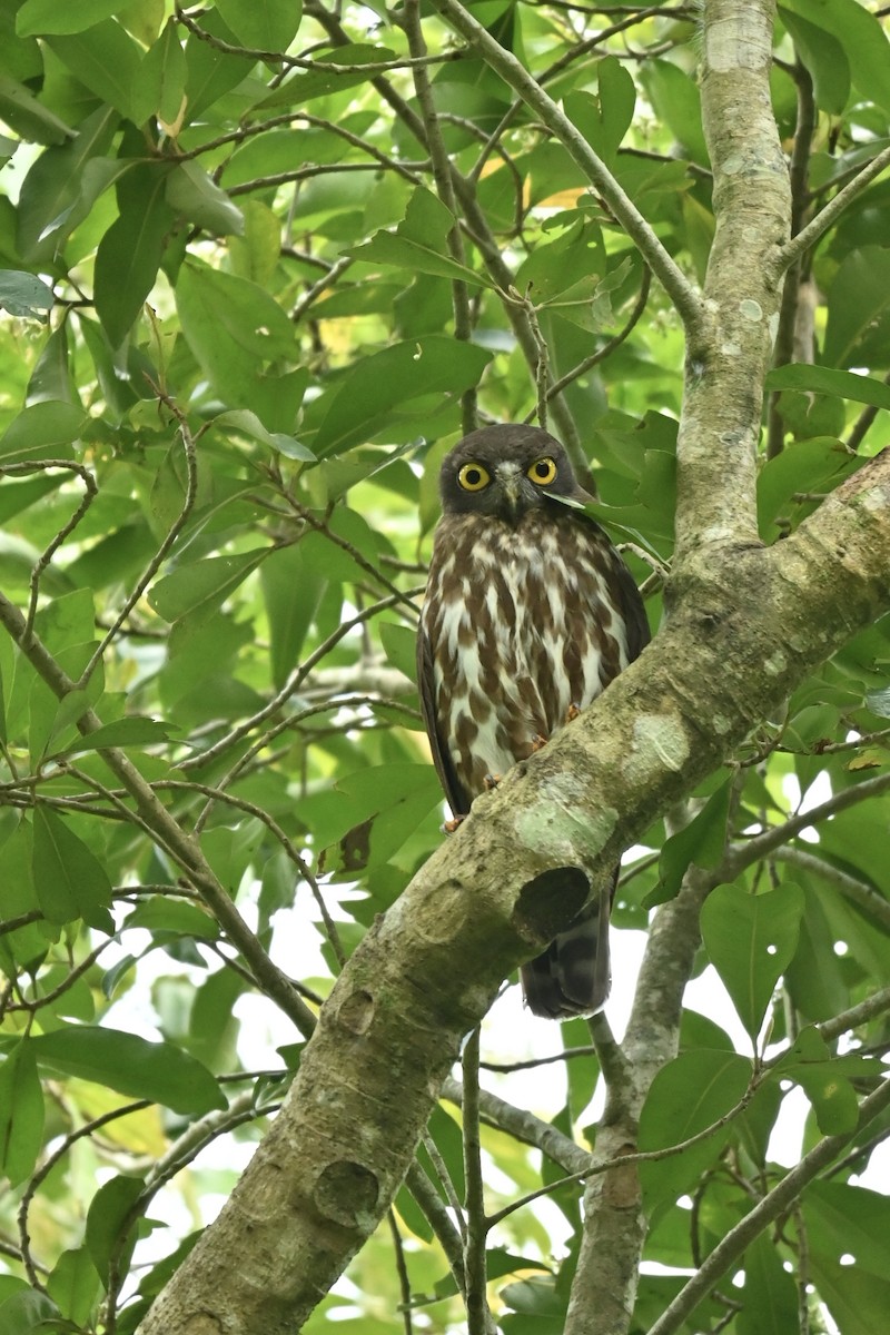 Northern Boobook - ML647080523