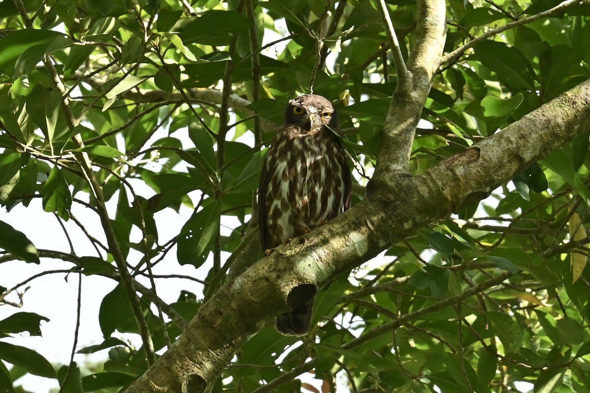 Northern Boobook - ML647080524