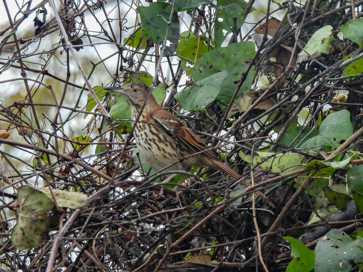 Brown Thrasher - ML647080537