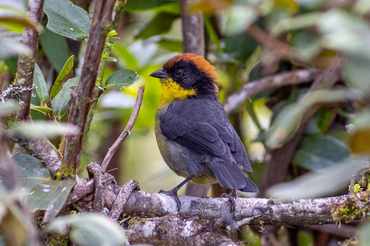 Tohi à miroir - ML647080538
