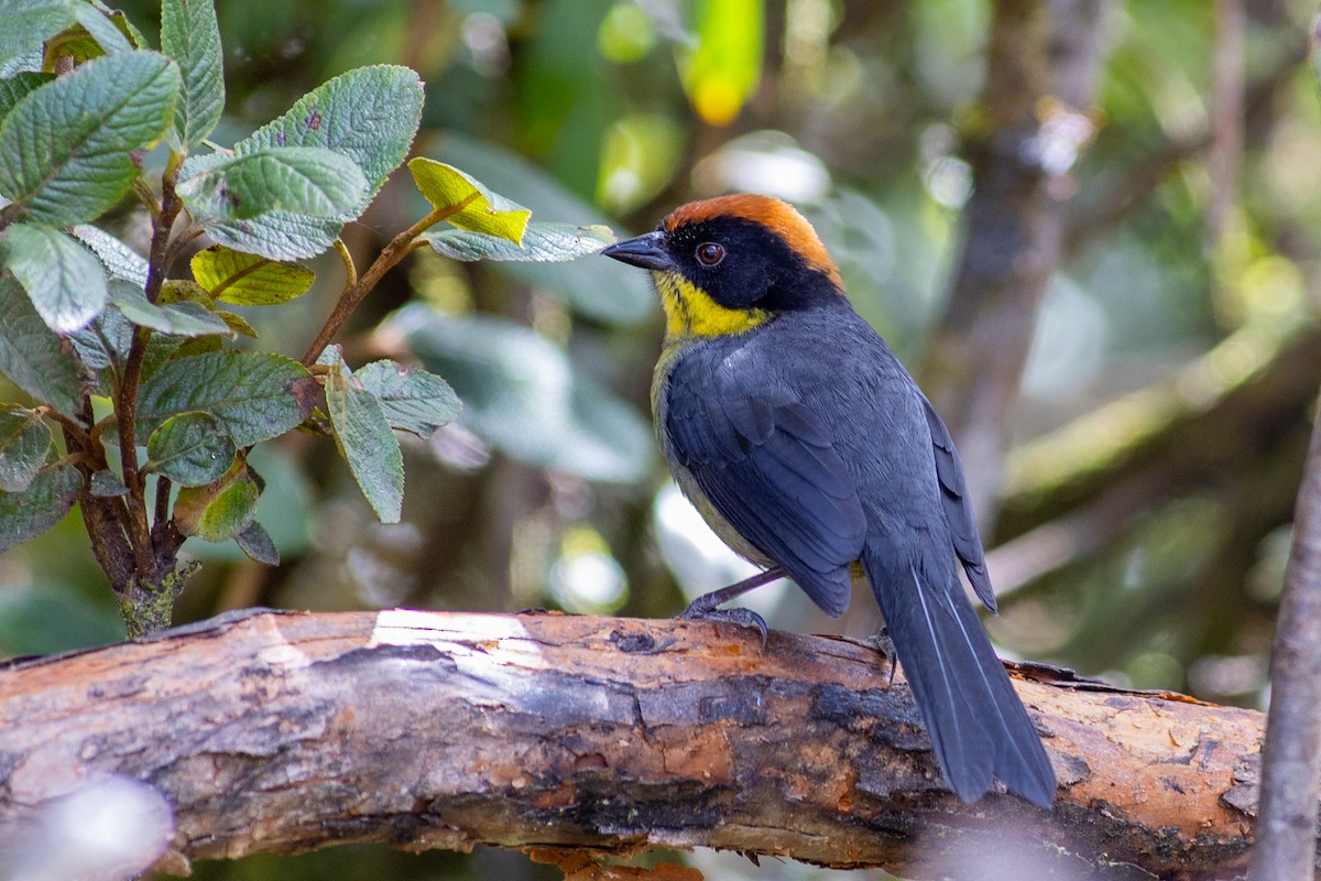 Tohi à miroir - ML647080539