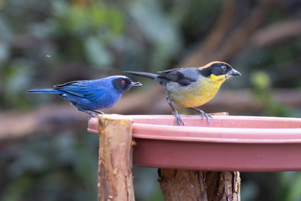 Yellow-breasted Brushfinch - ML647080540