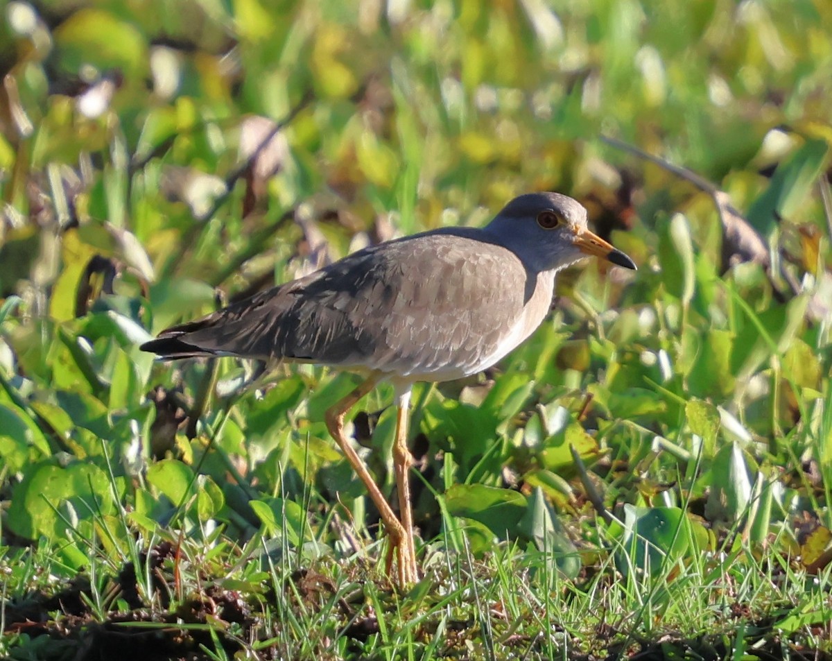 Gray-headed Lapwing - ML647080546