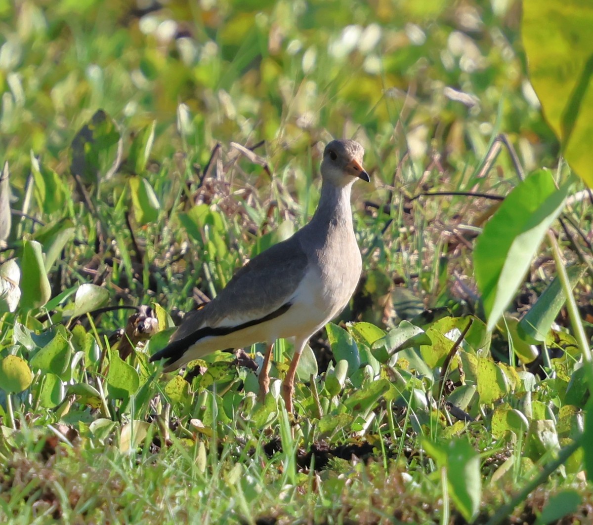 Gray-headed Lapwing - ML647080547