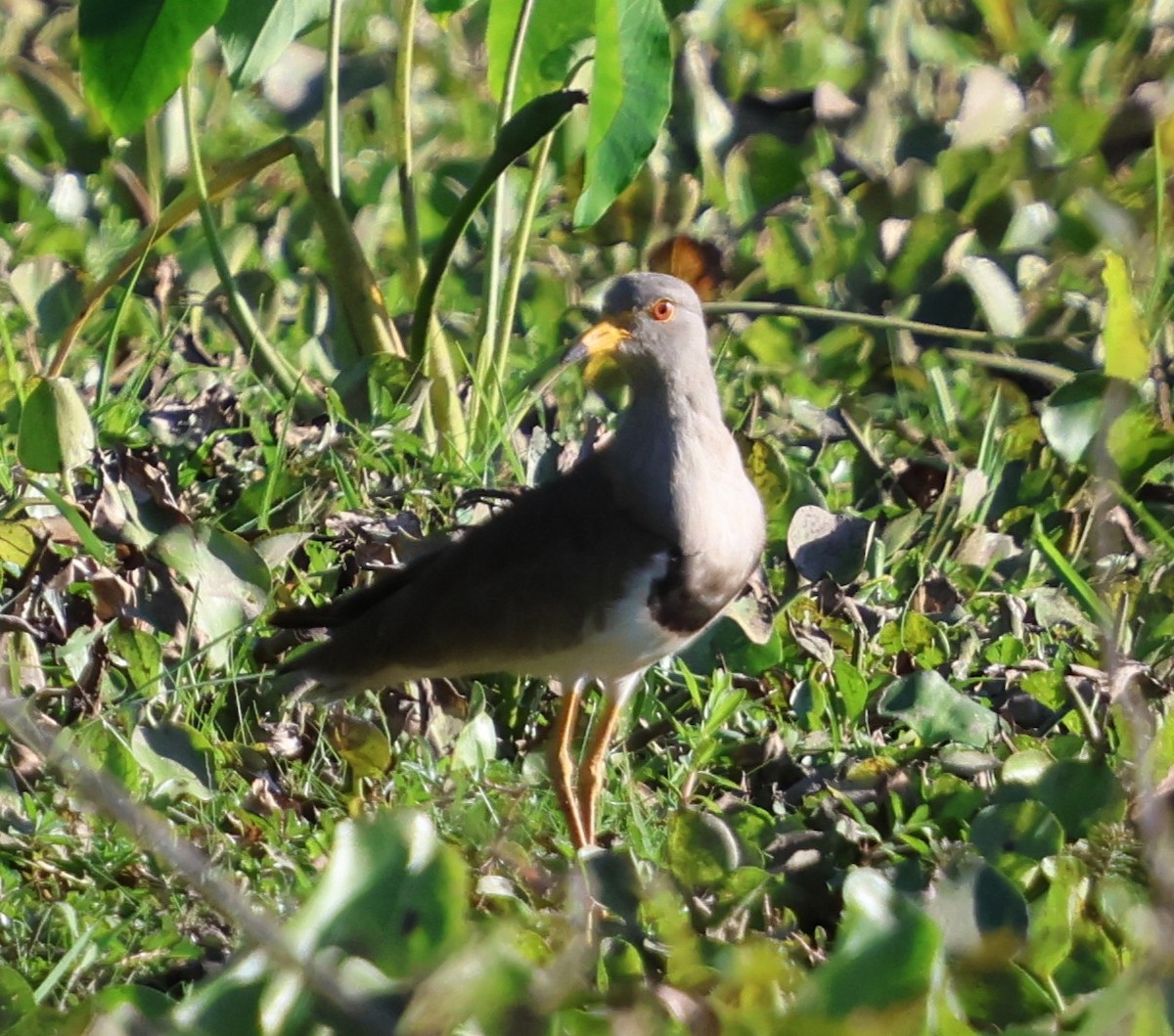 Gray-headed Lapwing - ML647080548