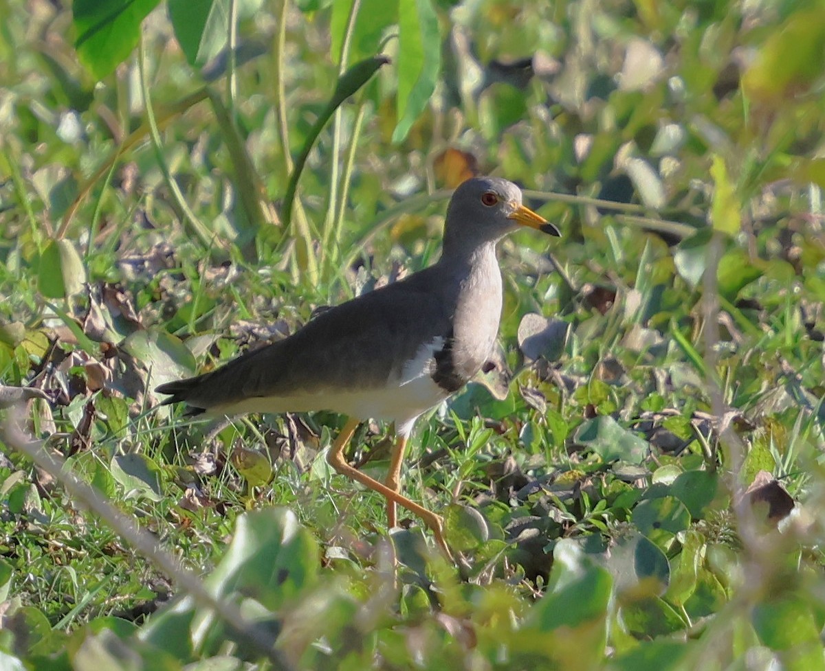 Gray-headed Lapwing - ML647080549