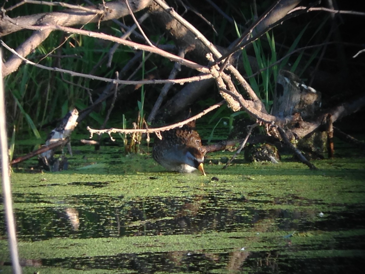 カオグロクイナ - ML647080561