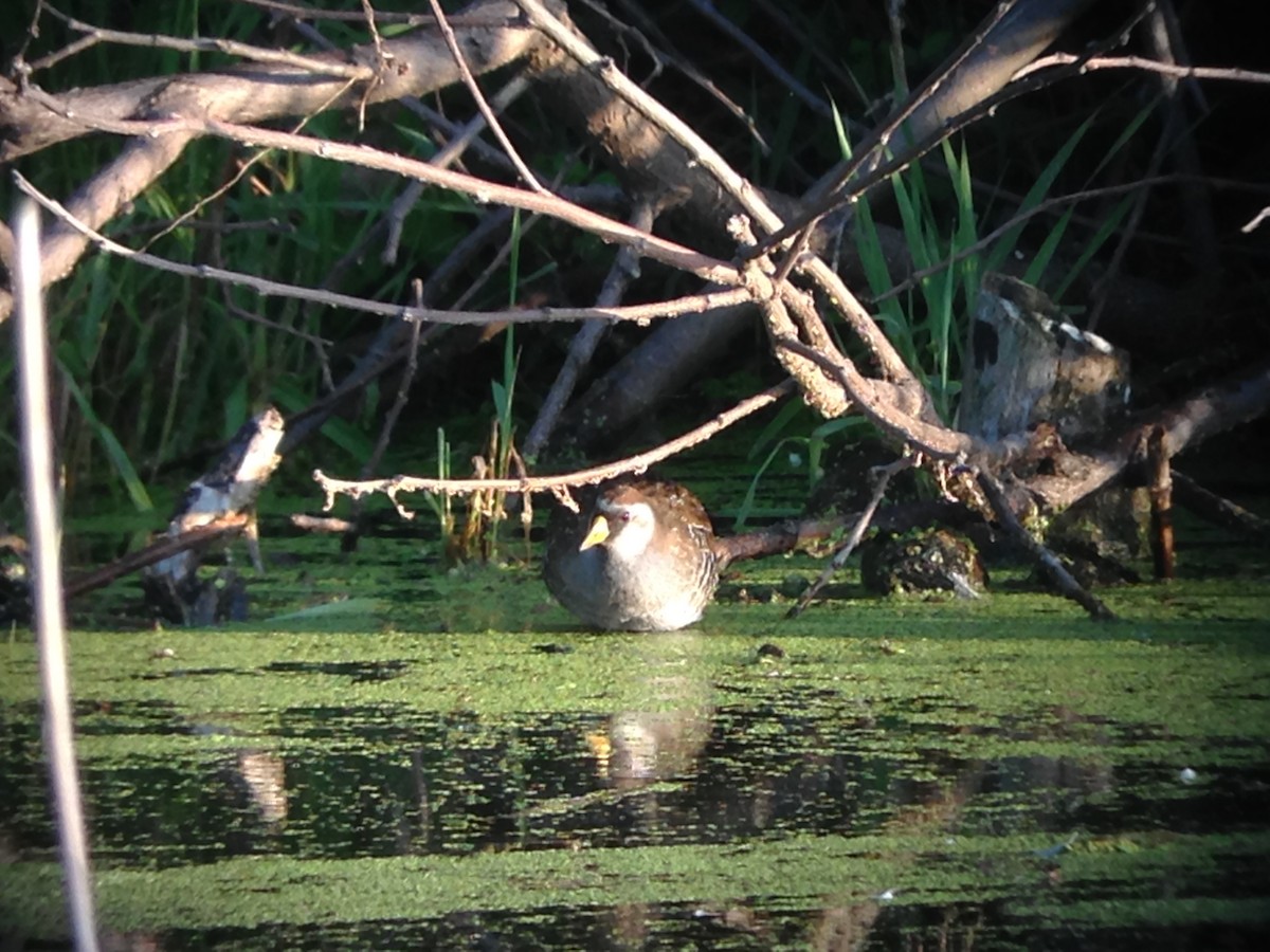 カオグロクイナ - ML647080562