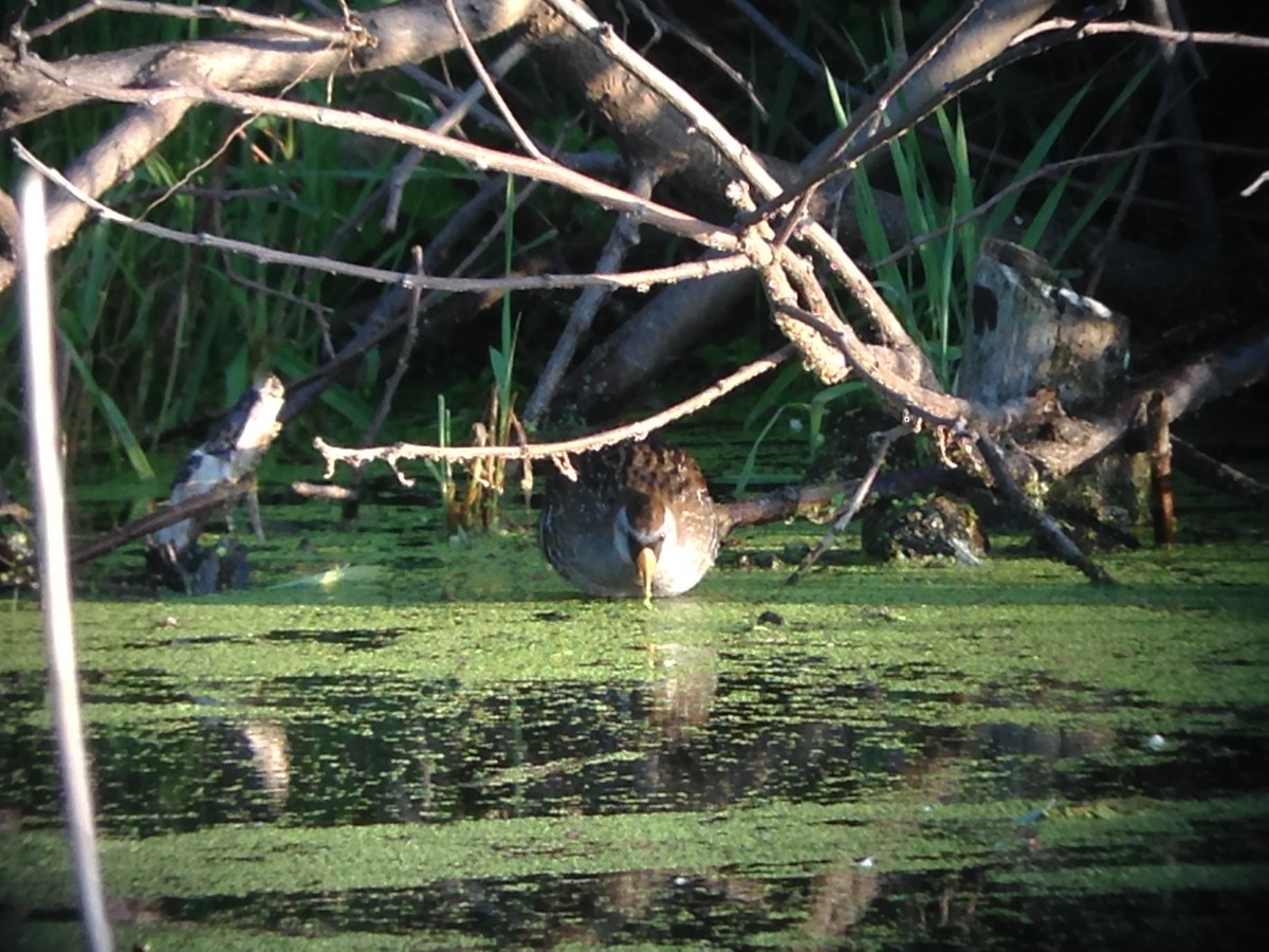 カオグロクイナ - ML647080563
