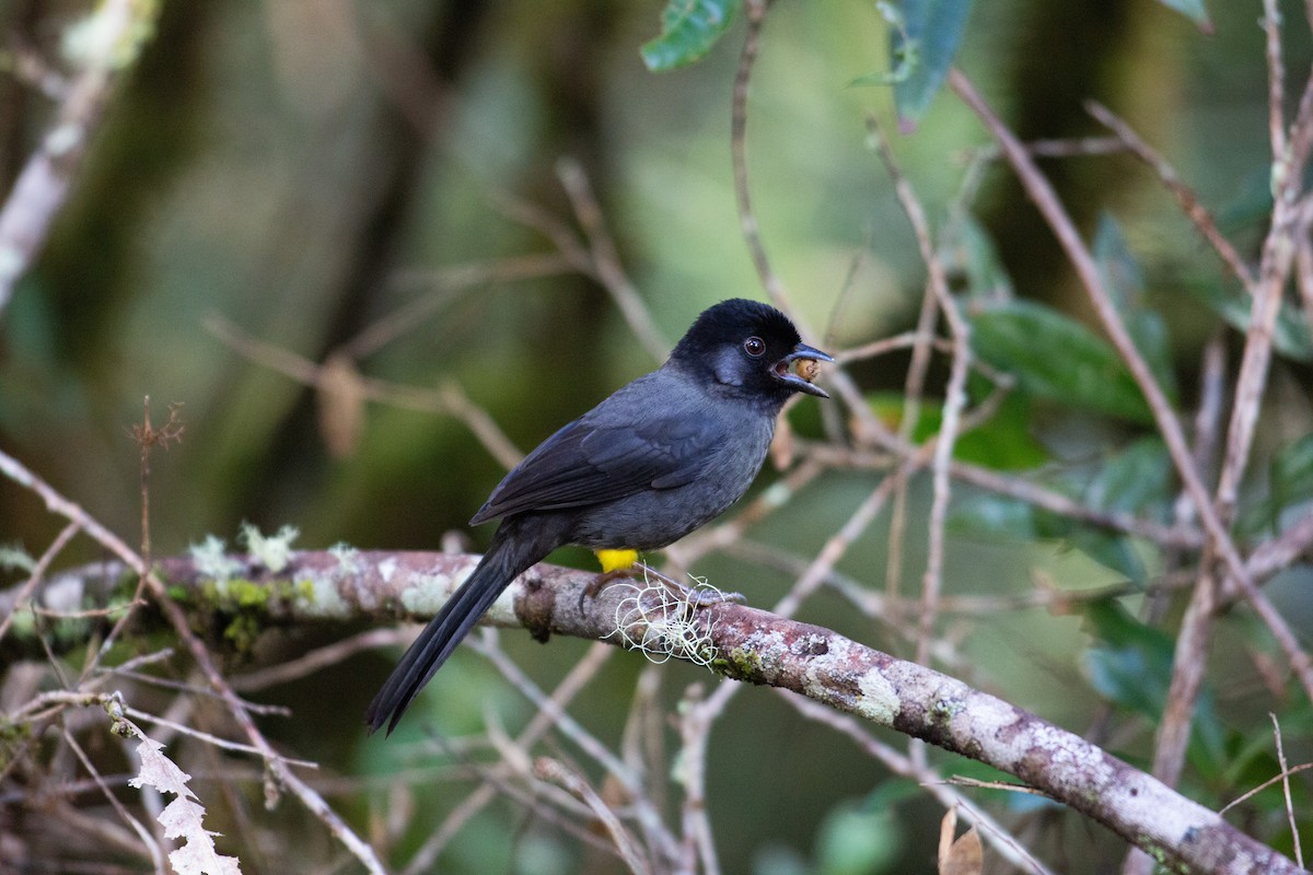 Yellow-thighed Brushfinch - ML647080566