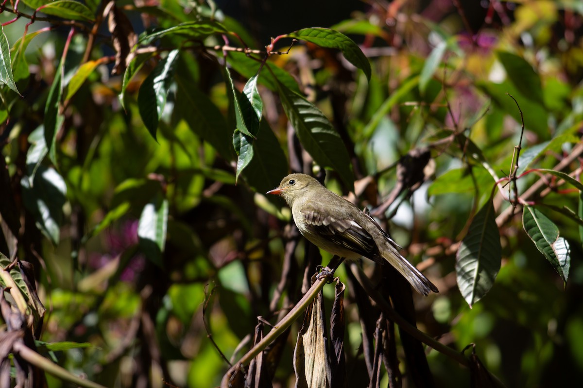 Mountain Elaenia - ML647080571