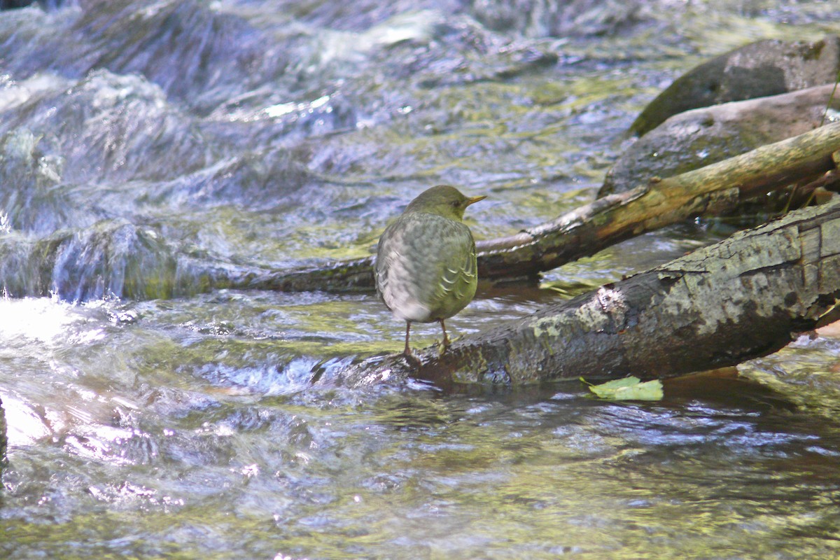 American Dipper - ML647080576
