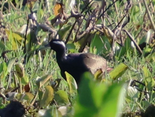 Бронзовокрылая якана - ML647080578