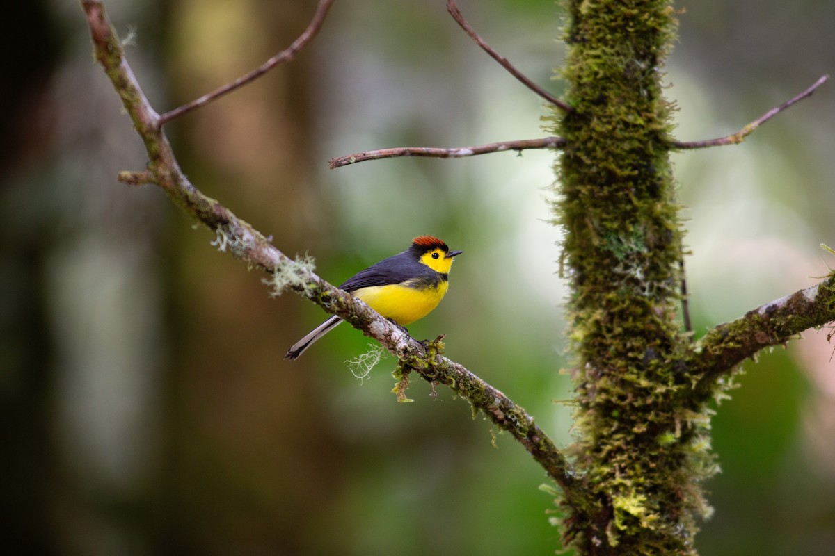 Collared Redstart - ML647080580